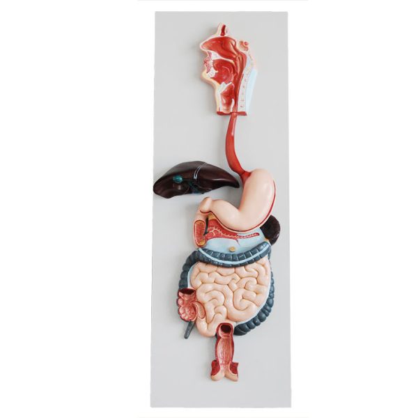 Modelo de silicona de parte del cuerpo humano para simulación, modelo de órgano humano.
