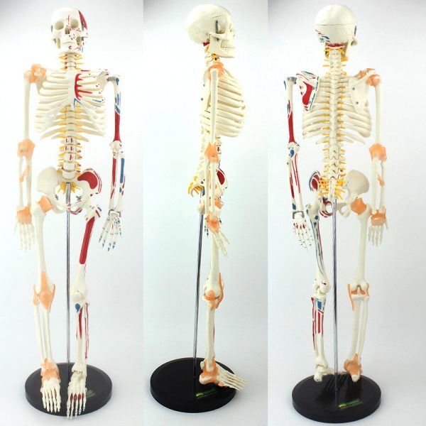 Maniquí de ciencia médica Vivid Full Body Colored Muscle modelo anatómico humano esquelético sin ligamento B.S.D.BAW554