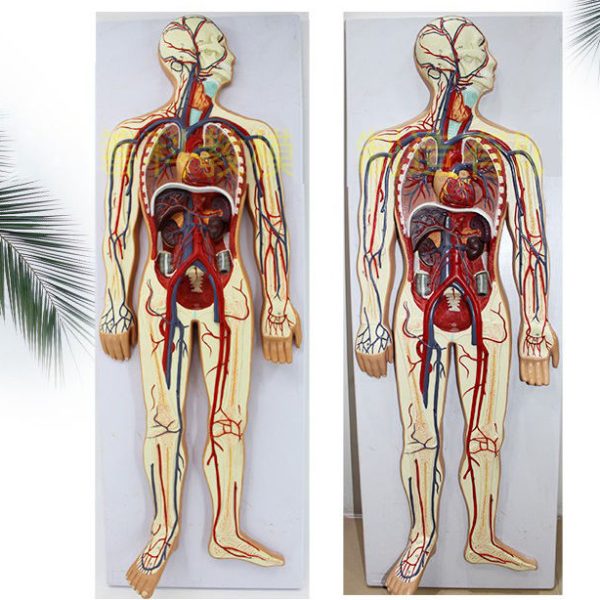Modelo anatómico médico anatómico avanzado del sistema circulatorio sanguíneo humano