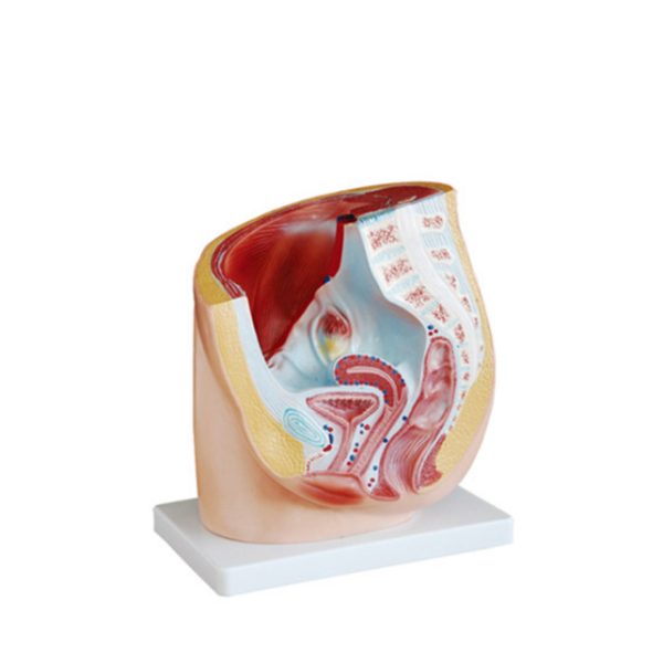 Modelo Anatómico Sagital de Mujer en PVC para Enseñanza / Precio de Modelos de Enseñanza Médica de Alta Calidad MSLA1065