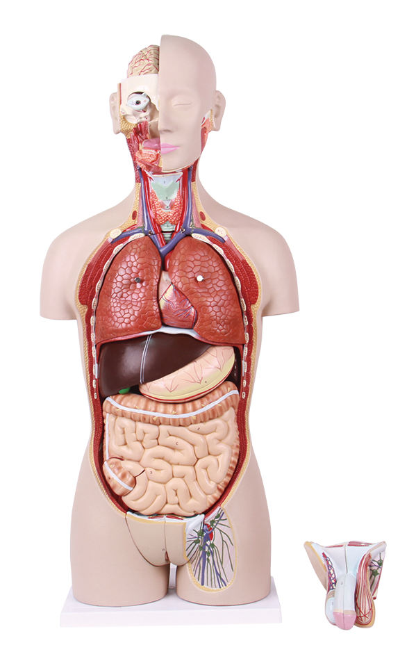 Modelo de torso de anatomía humana de alta calidad de 85 cm.